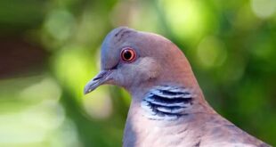 Cara Membuat Suara Burung Perkutut Besar