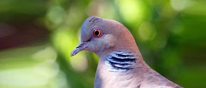 Cara Membuat Suara Burung Perkutut Besar
