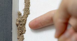 Penyebab Rayap Muncul di Lantai Apartemen Dan Solusi Pembasmiannya